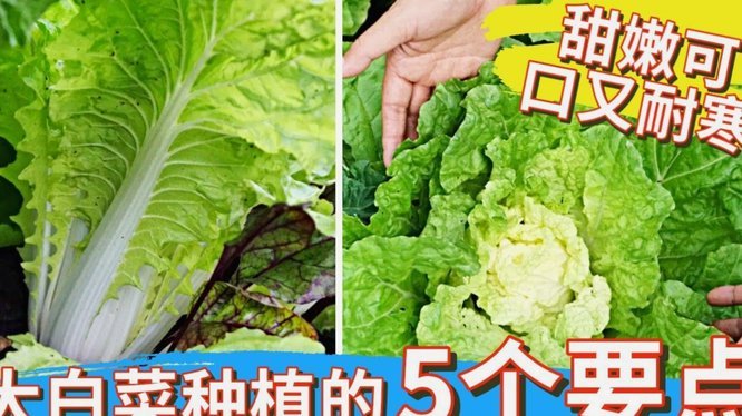 白条额度，如何快速回收