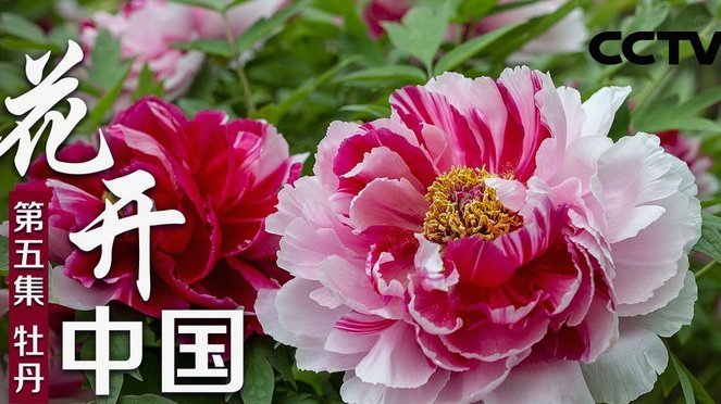 花呗平台是否合规及功能变化解析