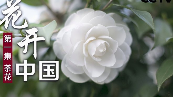 花呗平台正规吗 取消了吗