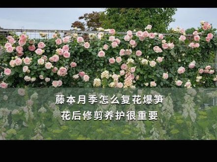 花呗的信用评估，你了解多少？