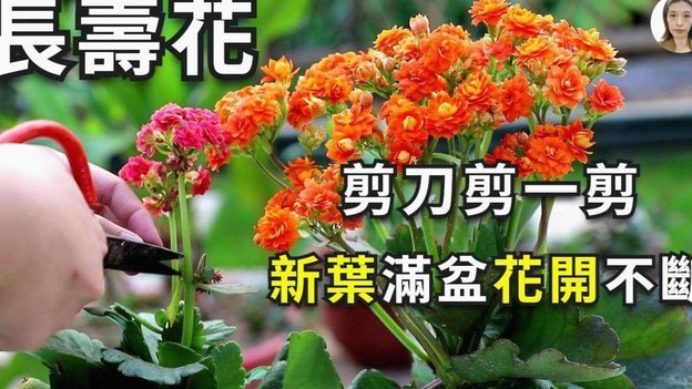 花呗如何提前还款避免风险