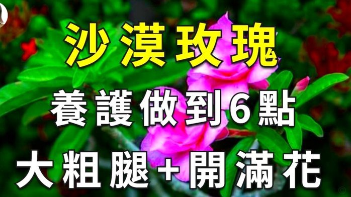 花呗提现全解析：规则变化、手续费和额度限制真相