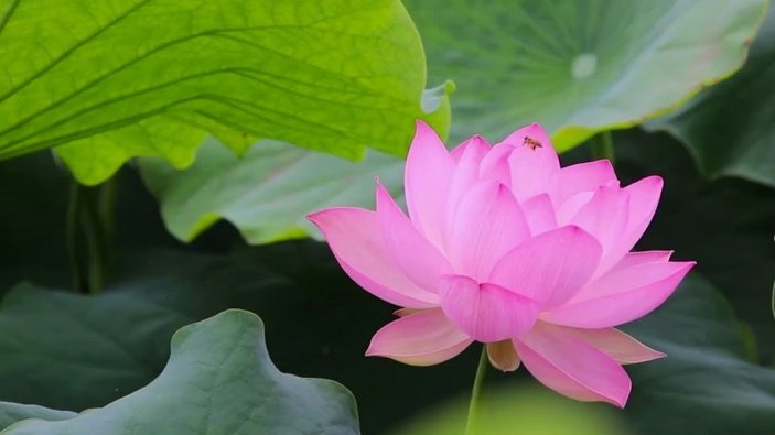 做花呗提现的靠什么挣钱