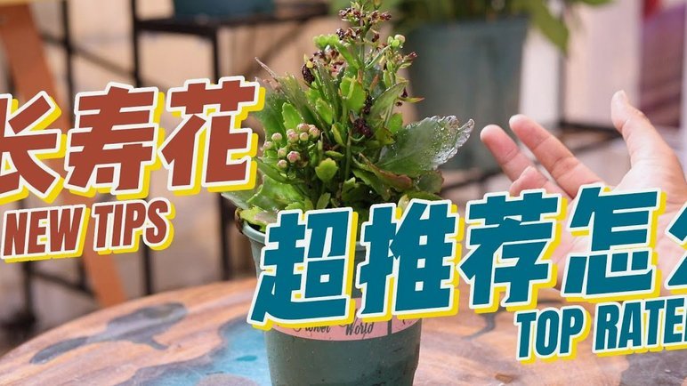 花呗秒到怎么套出来