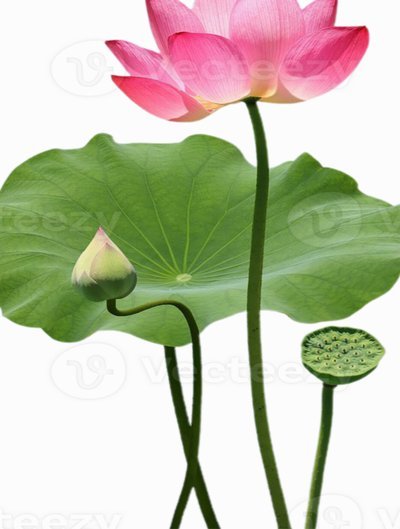 花呗套现的真实成本