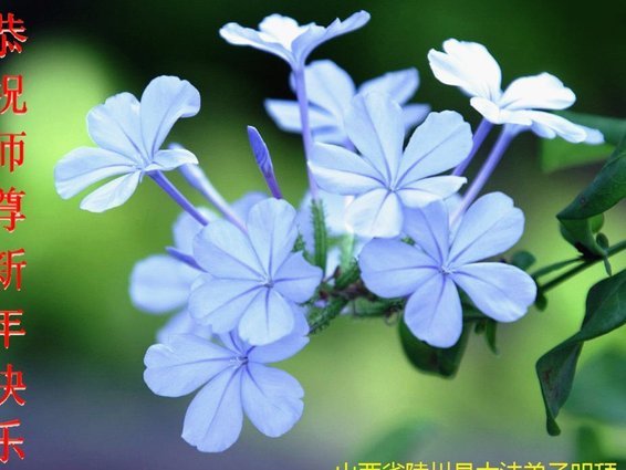 海鸥花呗：真相与警醒