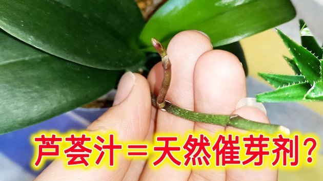 拿去花能套出来？图片创意大揭秘