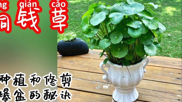 花呗怎么扫给个人用户的钱