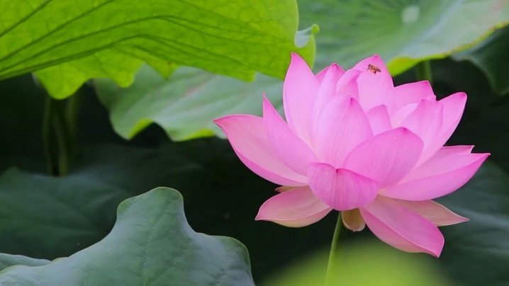 花呗套了现了